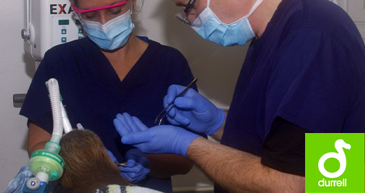 tooth extraction, Durrell Zoo